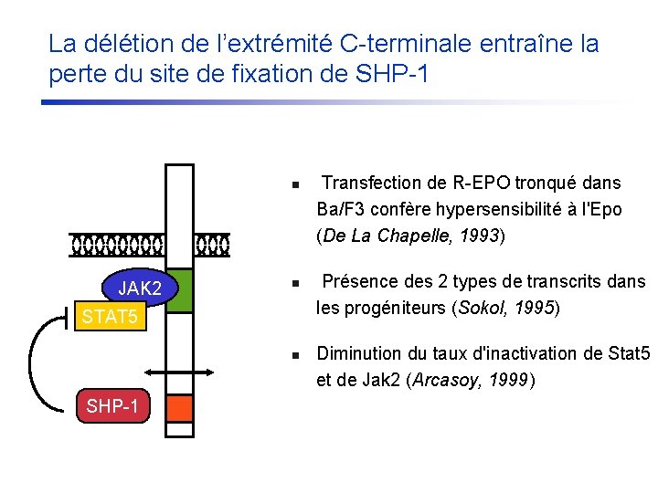 La délétion de l’extrémité C-terminale entraîne la perte du site de fixation de SHP-1