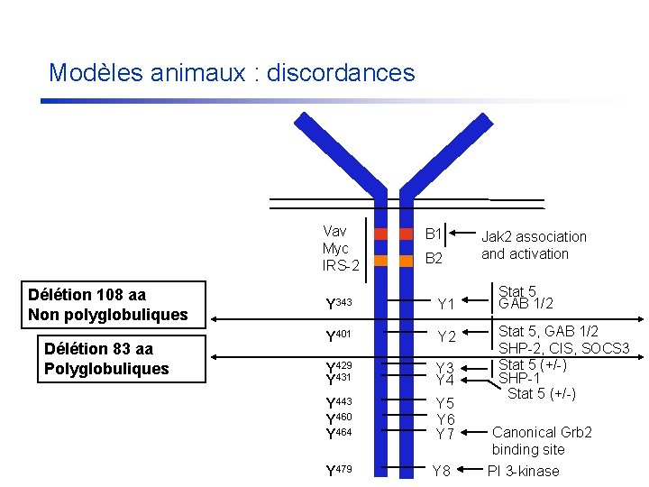 Modèles animaux : discordances Vav Myc IRS-2 Délétion 108 aa Non polyglobuliques Délétion 83