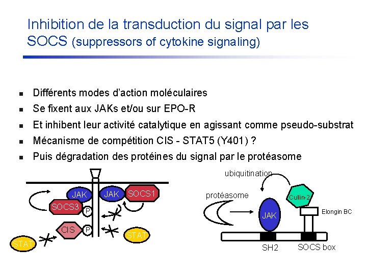 Inhibition de la transduction du signal par les SOCS (suppressors of cytokine signaling) n
