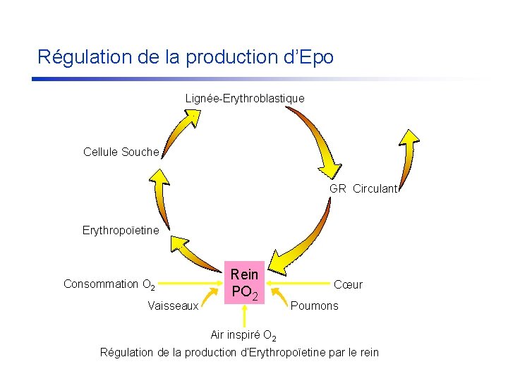 Régulation de la production d’Epo Lignée-Erythroblastique Cellule Souche GR Circulant Erythropoïetine Consommation O 2