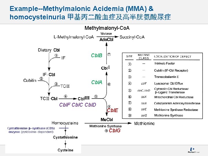 Example--Methylmalonic Acidemia (MMA) & homocysteinuria 甲基丙二酸血症及高半胱氨酸尿症 Methylmalonyl-Co. A Cbl. B Cbl. A Cbl. F