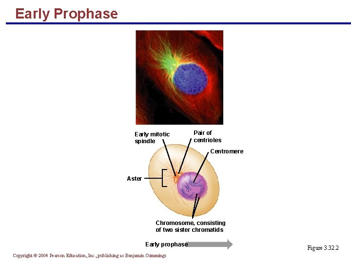 Early Prophase Early mitotic spindle Pair of centrioles Centromere Aster Chromosome, consisting of two