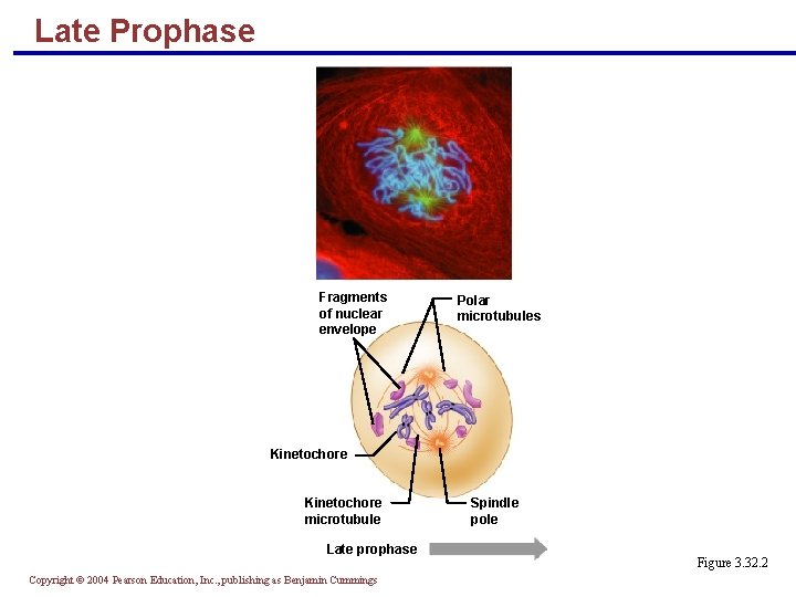 Late Prophase Fragments of nuclear envelope Polar microtubules Kinetochore microtubule Late prophase Copyright ©
