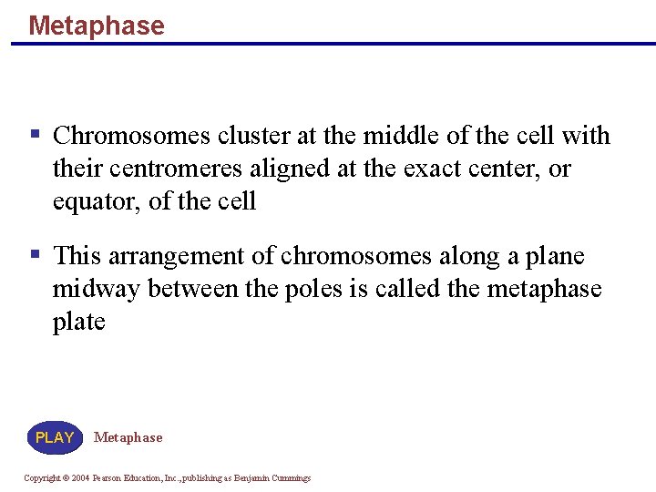 Metaphase Chromosomes cluster at the middle of the cell with their centromeres aligned at