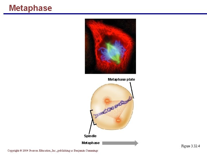 Metaphase plate Spindle Metaphase Copyright © 2004 Pearson Education, Inc. , publishing as Benjamin