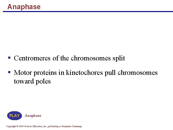 Anaphase Centromeres of the chromosomes split Motor proteins in kinetochores pull chromosomes toward poles