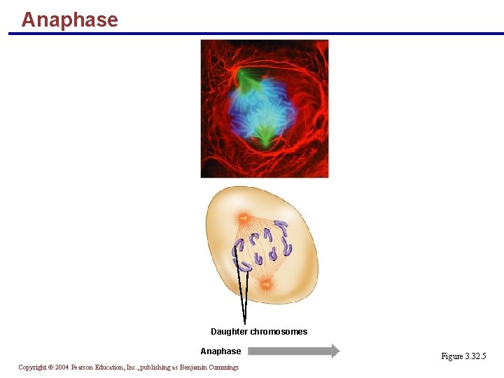 Anaphase Daughter chromosomes Anaphase Copyright © 2004 Pearson Education, Inc. , publishing as Benjamin