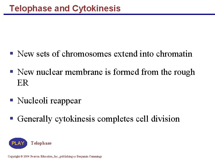 Telophase and Cytokinesis New sets of chromosomes extend into chromatin New nuclear membrane is