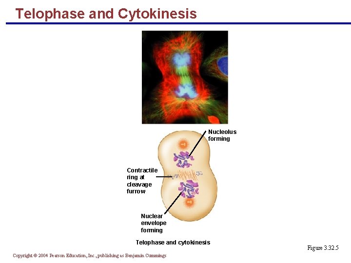 Telophase and Cytokinesis Nucleolus forming Contractile ring at cleavage furrow Nuclear envelope forming Telophase