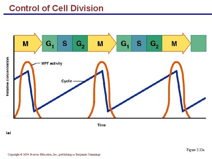 Control of Cell Division Figure 3. 33 a Copyright © 2004 Pearson Education, Inc.