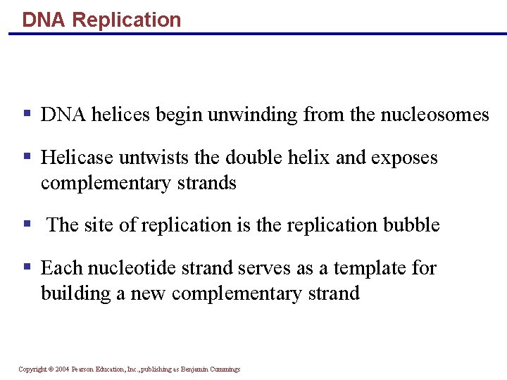 DNA Replication DNA helices begin unwinding from the nucleosomes Helicase untwists the double helix