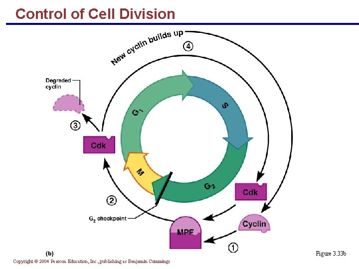Control of Cell Division Figure 3. 33 b Copyright © 2004 Pearson Education, Inc.