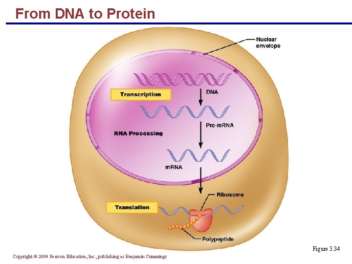 From DNA to Protein Figure 3. 34 Copyright © 2004 Pearson Education, Inc. ,
