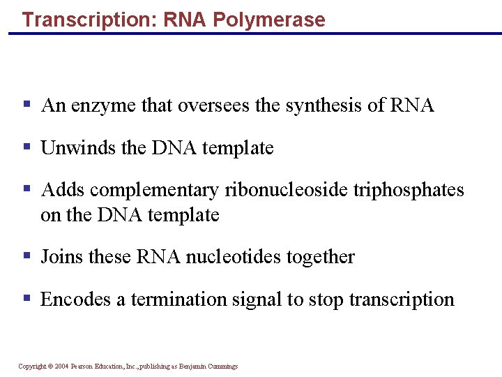 Transcription: RNA Polymerase An enzyme that oversees the synthesis of RNA Unwinds the DNA