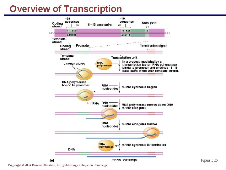 Overview of Transcription Figure 3. 35 Copyright © 2004 Pearson Education, Inc. , publishing