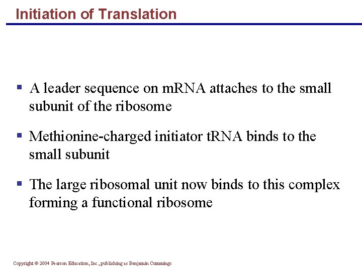 Initiation of Translation A leader sequence on m. RNA attaches to the small subunit