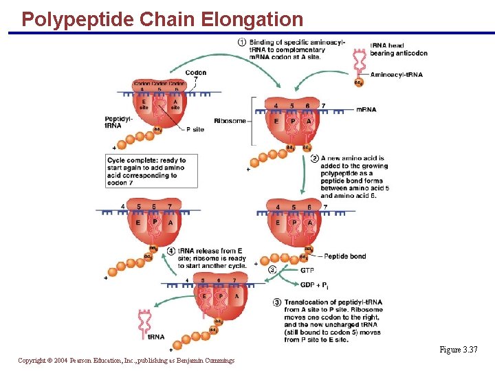 Polypeptide Chain Elongation Figure 3. 37 Copyright © 2004 Pearson Education, Inc. , publishing