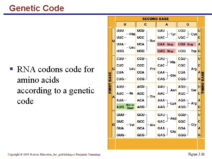 Genetic Code RNA codons code for amino acids according to a genetic code Copyright