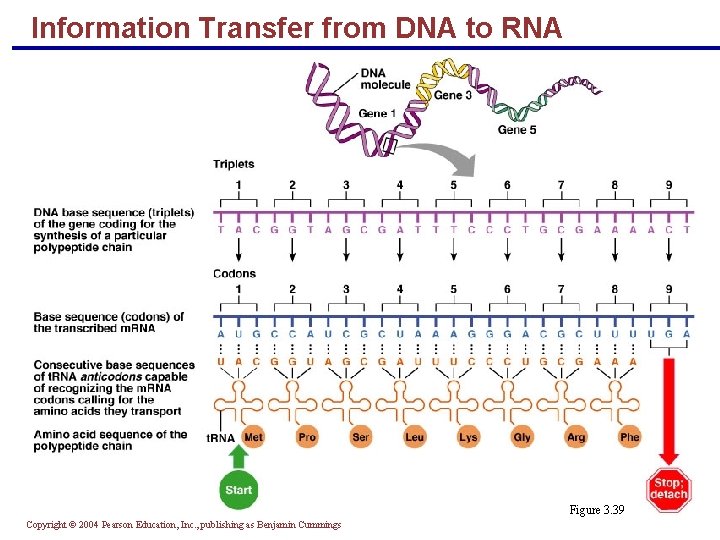 Information Transfer from DNA to RNA Figure 3. 39 Copyright © 2004 Pearson Education,