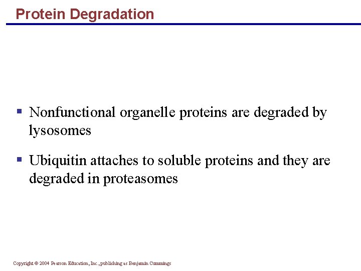 Protein Degradation Nonfunctional organelle proteins are degraded by lysosomes Ubiquitin attaches to soluble proteins