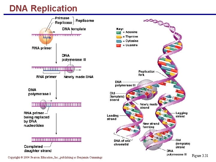 DNA Replication Copyright © 2004 Pearson Education, Inc. , publishing as Benjamin Cummings Figure
