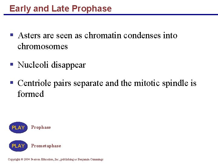 Early and Late Prophase Asters are seen as chromatin condenses into chromosomes Nucleoli disappear