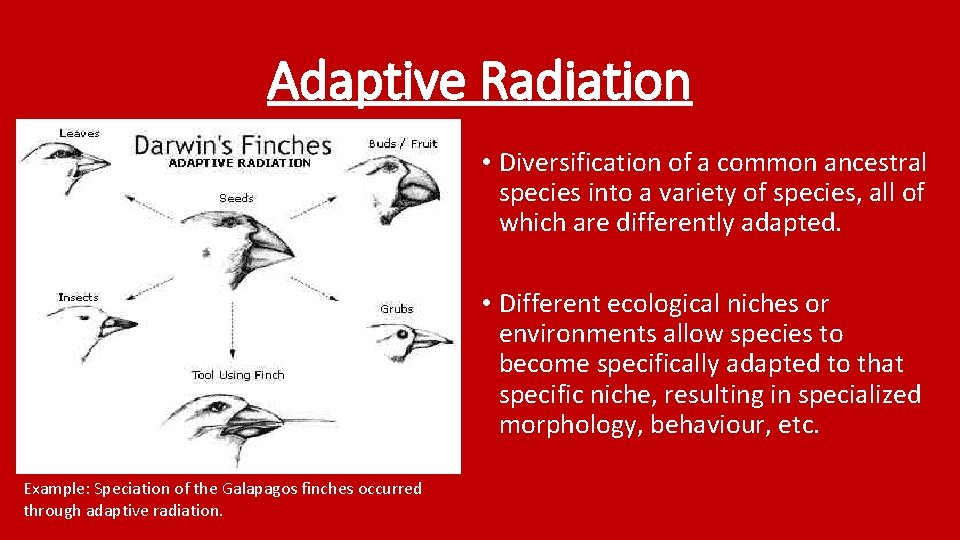 Adaptive Radiation • Diversification of a common ancestral species into a variety of species,