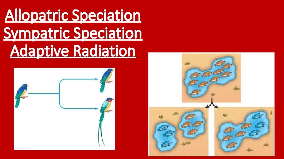 Allopatric Speciation Sympatric Speciation Adaptive Radiation 