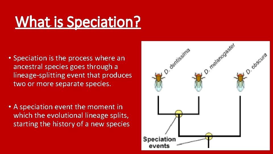 What is Speciation? • Speciation is the process where an ancestral species goes through