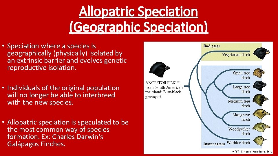 Allopatric Speciation (Geographic Speciation) • Speciation where a species is geographically (physically) isolated by