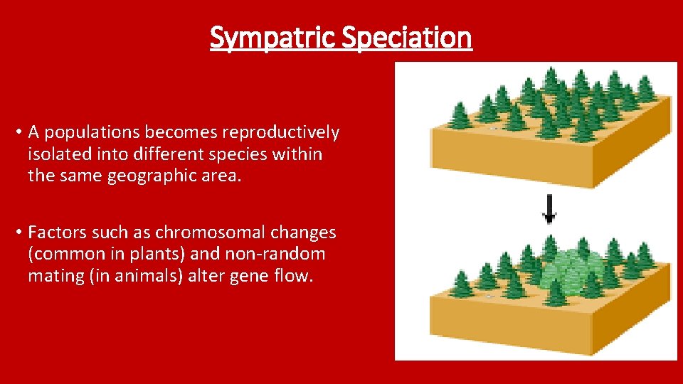 Sympatric Speciation • A populations becomes reproductively isolated into different species within the same