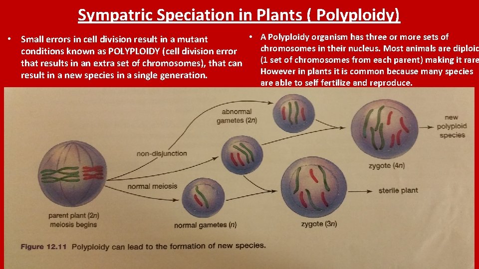 Sympatric Speciation in Plants ( Polyploidy) • A Polyploidy organism has three or more