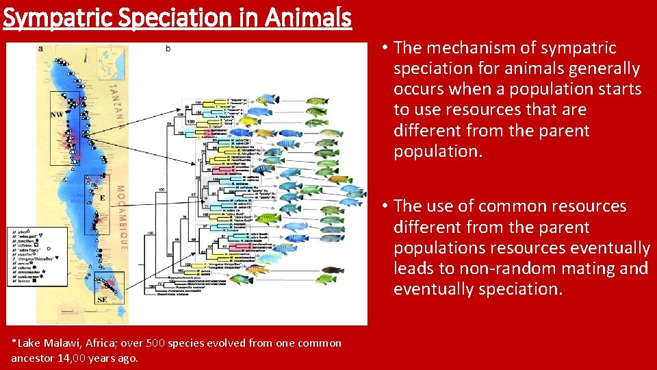 Sympatric Speciation in Animals • The mechanism of sympatric speciation for animals generally occurs