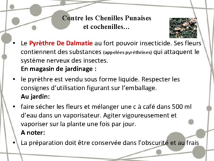 Contre les Chenilles Punaises et cochenilles… • Le Pyrèthre De Dalmatie au fort pouvoir