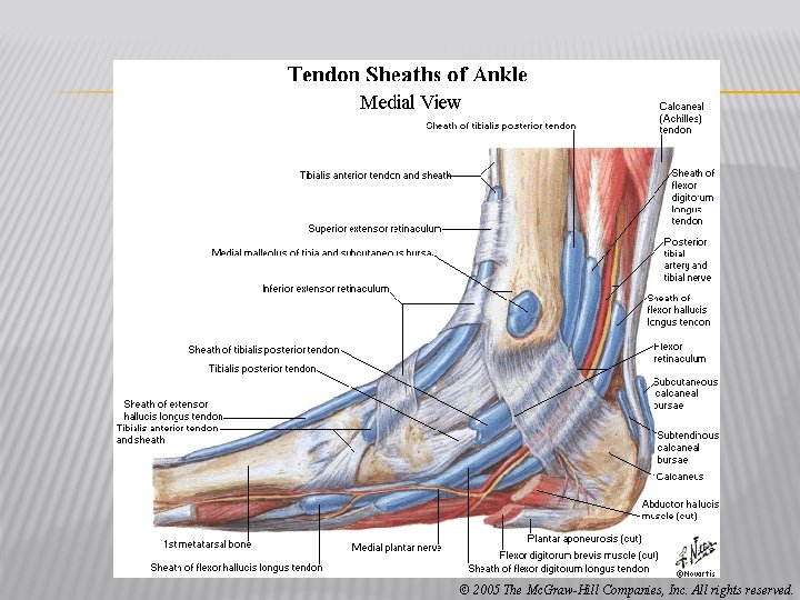 © 2005 The Mc. Graw-Hill Companies, Inc. All rights reserved. 
