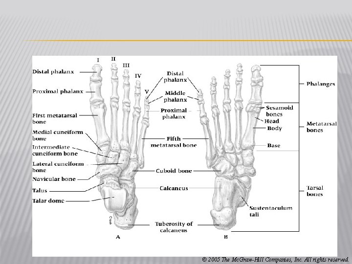 © 2005 The Mc. Graw-Hill Companies, Inc. All rights reserved. 