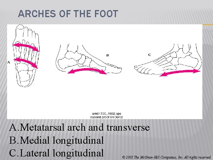 ARCHES OF THE FOOT A. Metatarsal arch and transverse B. Medial longitudinal C. Lateral
