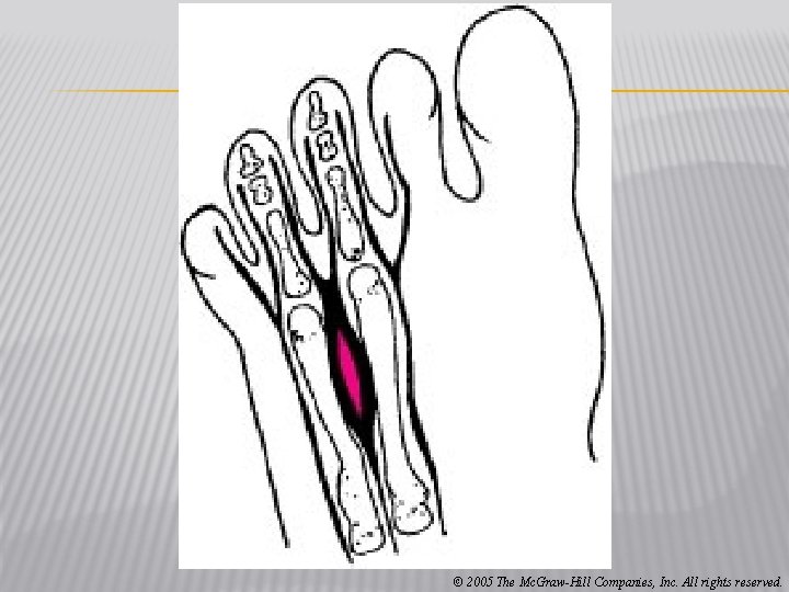 © 2005 The Mc. Graw-Hill Companies, Inc. All rights reserved. 