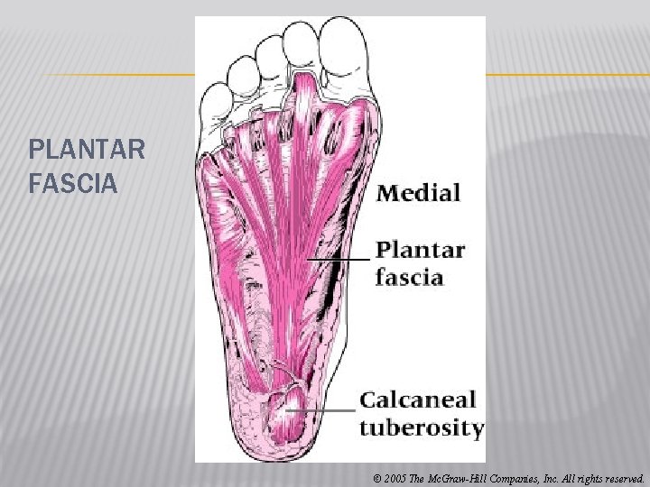 PLANTAR FASCIA © 2005 The Mc. Graw-Hill Companies, Inc. All rights reserved. 
