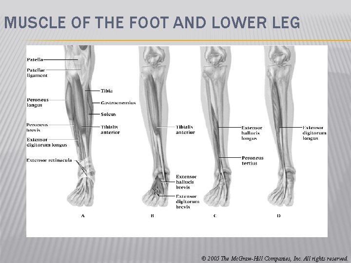 MUSCLE OF THE FOOT AND LOWER LEG © 2005 The Mc. Graw-Hill Companies, Inc.