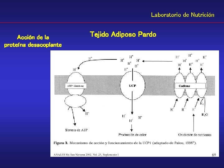 Laboratorio de Nutrición Acción de la proteína desacoplante Tejido Adiposo Pardo 