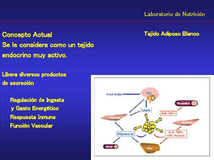 Laboratorio de Nutrición Concepto Actual Se le considera como un tejido endocrino muy activo.