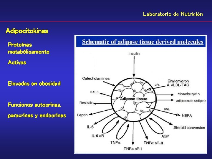 Laboratorio de Nutrición Adipocitokinas Proteínas metabólicamente Activas Elevadas en obesidad Funciones autocrinas, paracrinas y