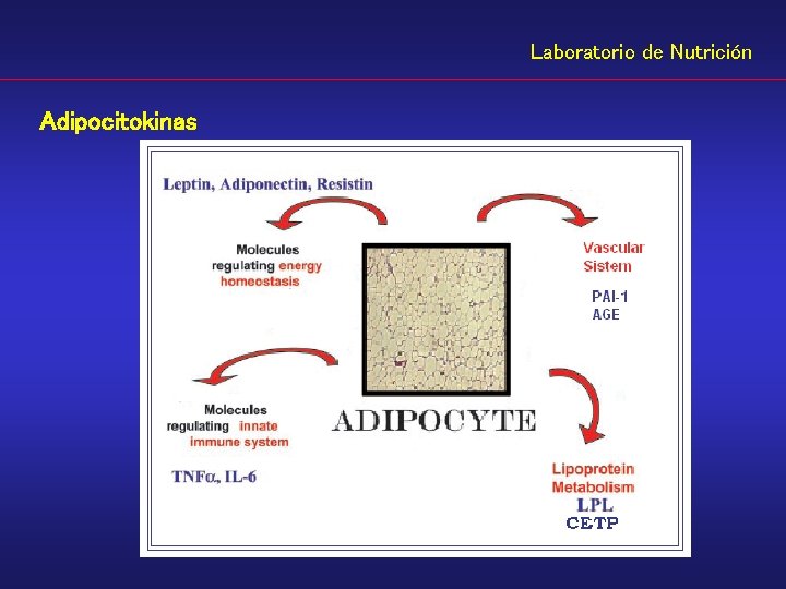 Laboratorio de Nutrición Adipocitokinas 