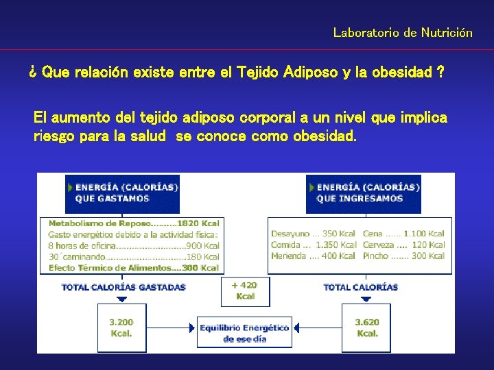 Laboratorio de Nutrición ¿ Que relación existe entre el Tejido Adiposo y la obesidad