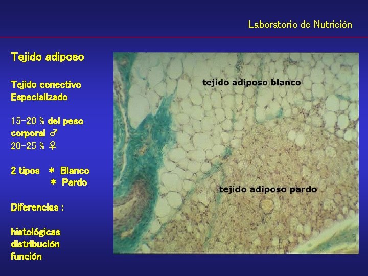 Laboratorio de Nutrición Tejido adiposo Tejido conectivo Especializado 15 -20 % del peso corporal