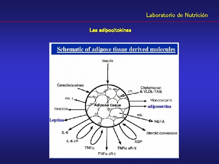 Laboratorio de Nutrición Las adipocitokinas adiponectina Leptina 