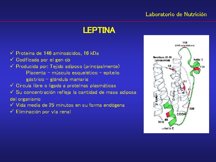 Laboratorio de Nutrición LEPTINA ü Proteina de 146 aminoácidos, 16 k. Da ü Codificada