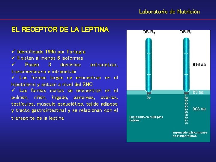 Laboratorio de Nutrición EL RECEPTOR DE LA LEPTINA ü Identificado 1995 por Tartaglia ü