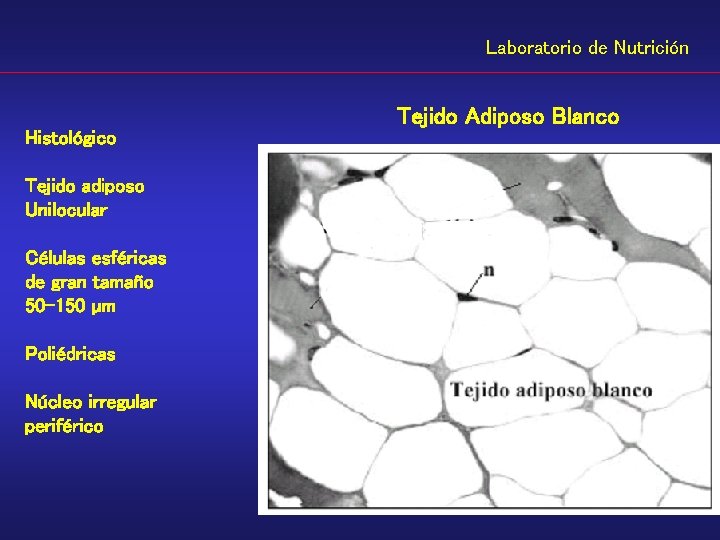 Laboratorio de Nutrición Histológico Tejido adiposo Unilocular Células esféricas de gran tamaño 50 -150